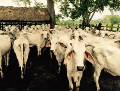 Cuarentena en varios municipios por brote de aftosa en Cundinamarca