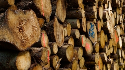 Las plantaciones forestales crecen a ritmo lento en el país