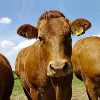 Colombia notifica un foco de fiebre aftosa ante la Organización Mundial de Sanidad Animal