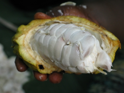 El cacao colombiano está entre los mejores del mundo