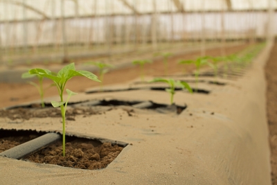 Disminuye el presupuesto del agro para el 2018