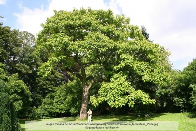 El árbol más rentable del mundo se siembra en Colombia