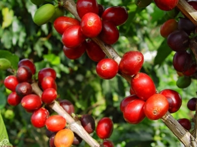 Los productos agropecuarios colombianos aumentan en exportaciones durante el mes de mayo
