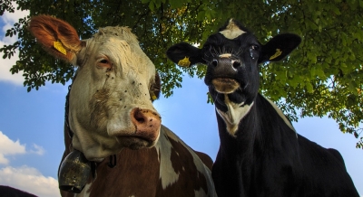 16.000 toneladas de carne certificadas por el ICA para exportación en el 2017